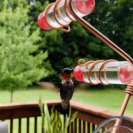 Drinker Bird Feeders for Wild Birds