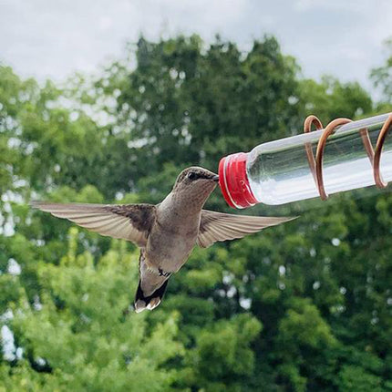 Drinker Bird Feeders for Wild Birds