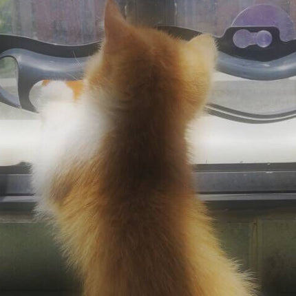 Windowsill Cat Track Ball Toy – Interactive Plastic Cat Climbing Frame with Rolling Ball